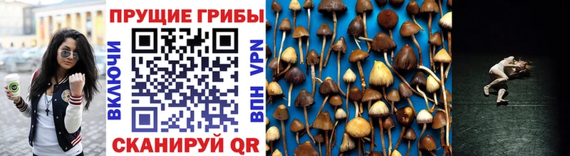 Псилоцибиновые грибы GOLDEN TEACHER  Павловский Посад 